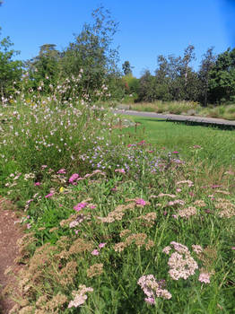 Wildflowers