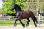 Aragorn_1 by cavallostock