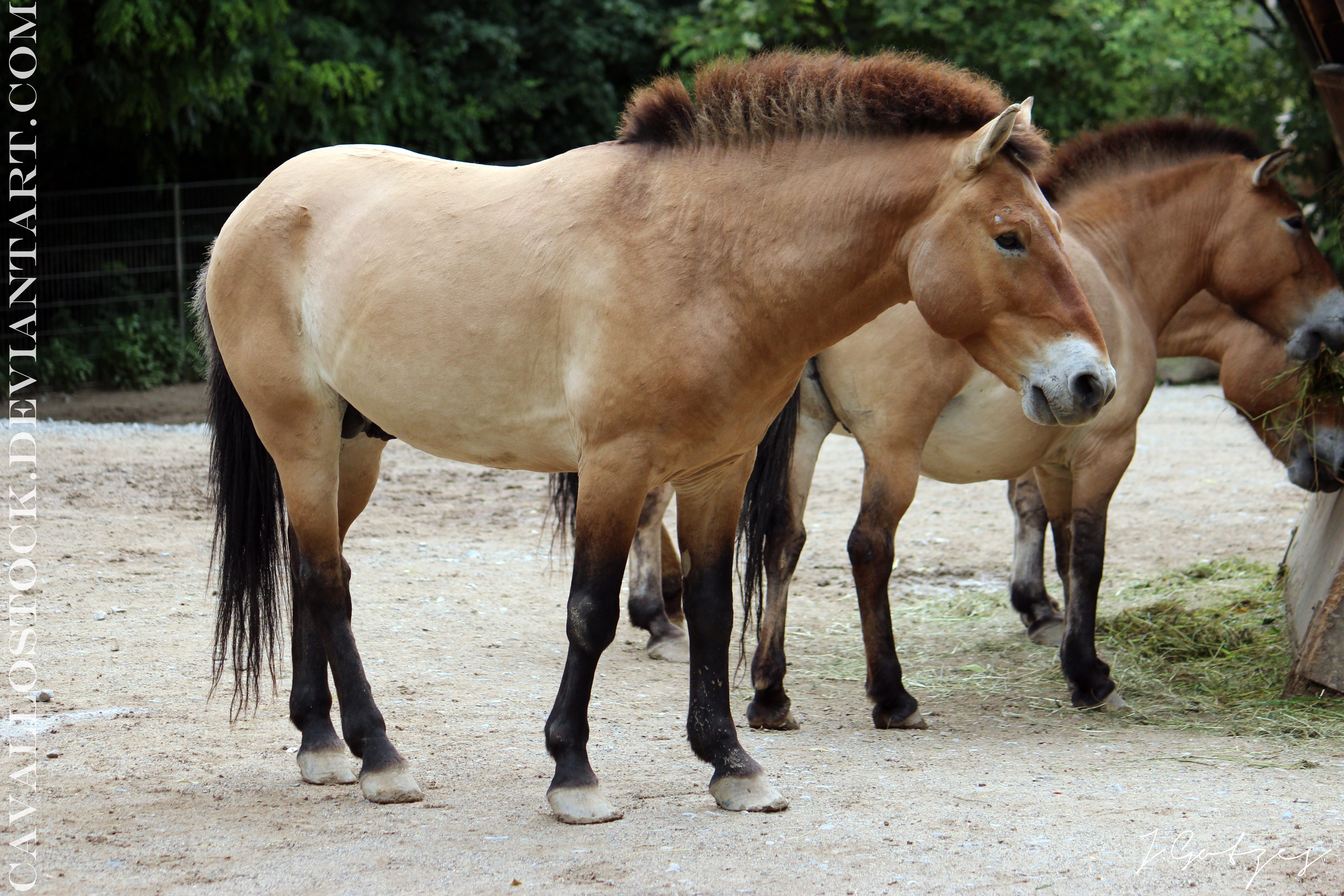 Przewalski_Stallion_1