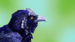 Raven by Mistovermoon