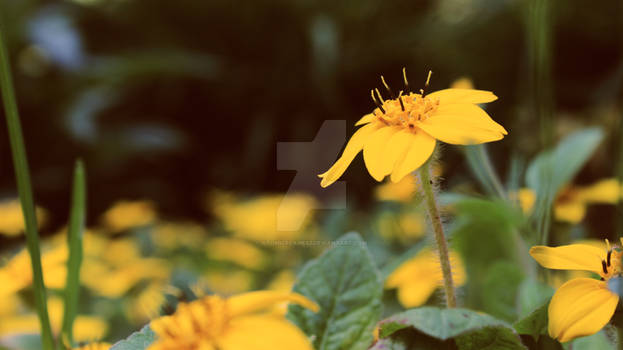Yellow Flower- Canon Rebel T3i