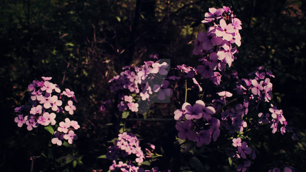 Light Purple Flower2-Canon Rebel T3i