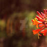 Orange Flower #1 Flower-Canon Rebel T3i
