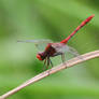 Red-veined Darter Dragonfly