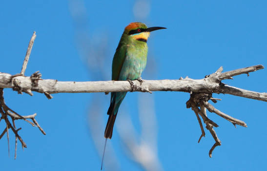 Rainbow Bee Eater