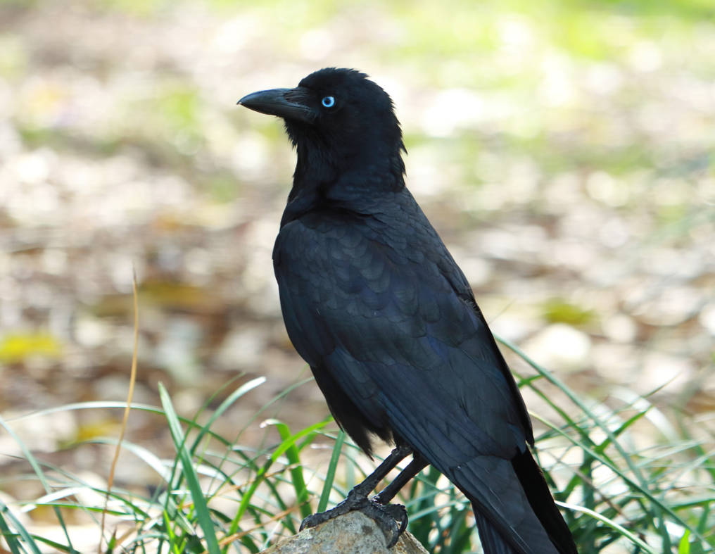 Australian Raven by CosmicWhispers on DeviantArt