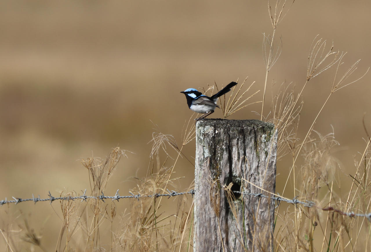 Superb Fairy-Wren