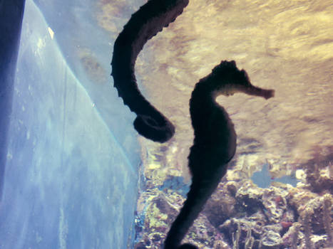 Shedd Aquarium 2011 - 06