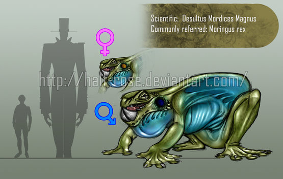 Moringus-rex