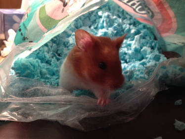 HAMSTER IN A OF BAG CARE FRESH 2