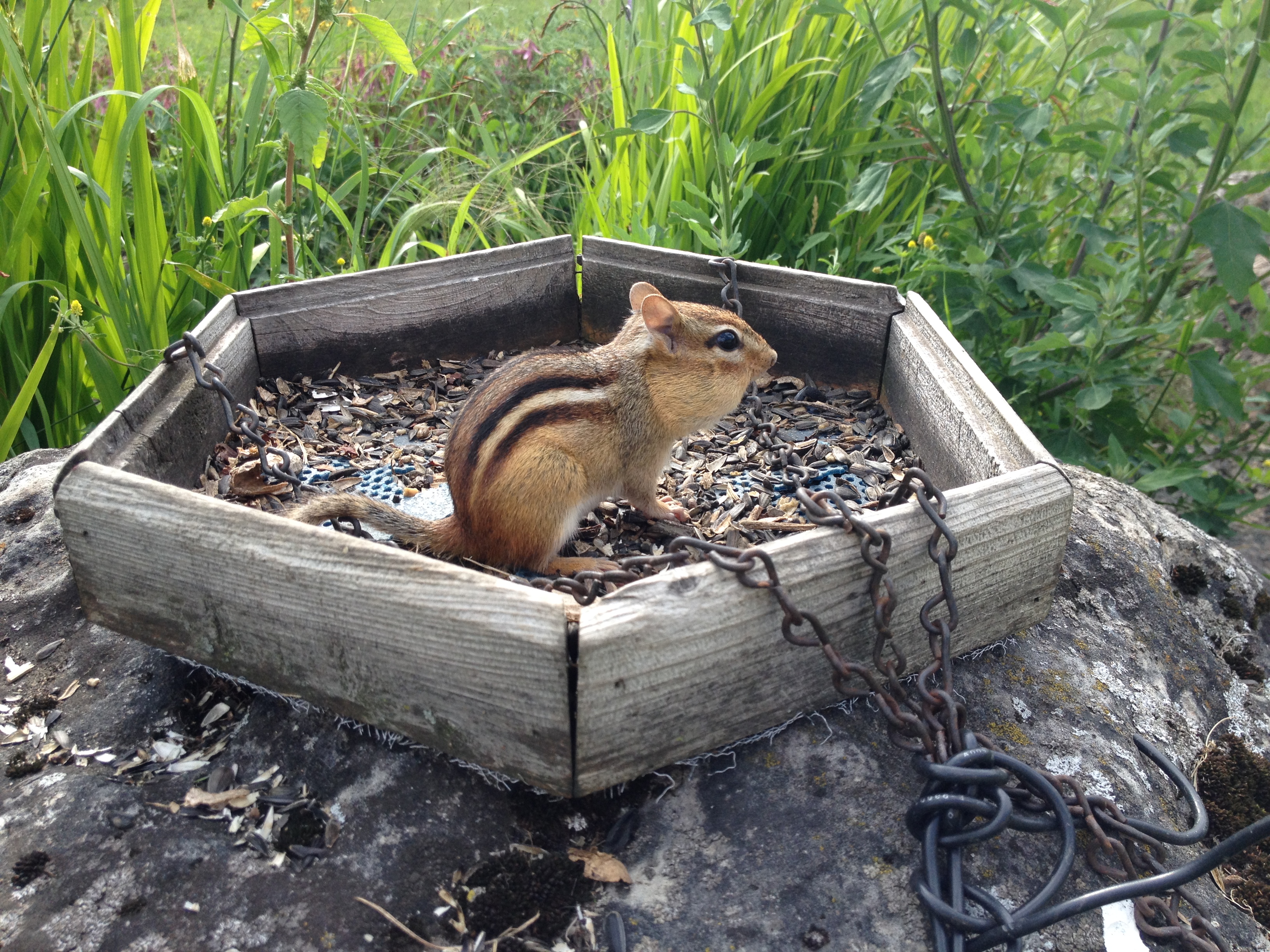 Chipmunck