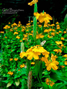 Yellow Flowers