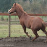 Horse Stock523
