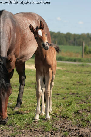 Horse Stock651 by BelleMisty Horse Stock651 by BelleMisty