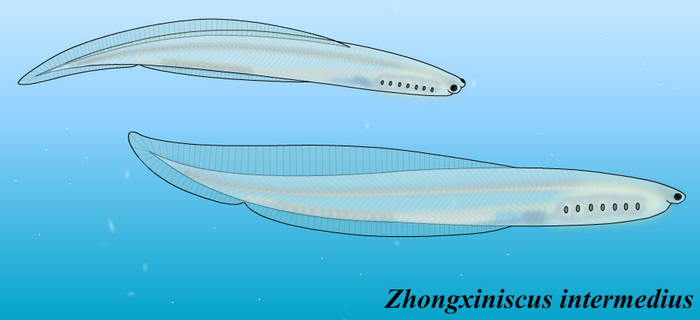 Zhongxiniscus