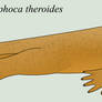Anthropomundus: Protanthrophoca theroides