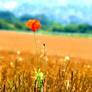 Lone Poppy I