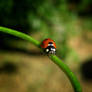 ladybird