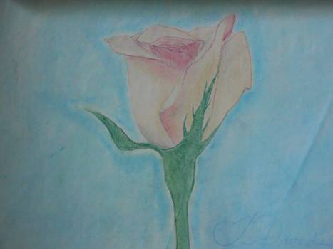 Rosebud In Chalk