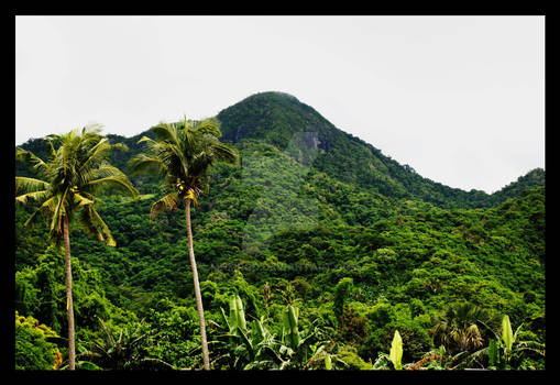 Two palms