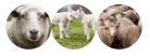 Sheep Icons