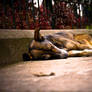 Sleeping Dog