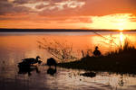 Sunset Ducks by SantiBilly