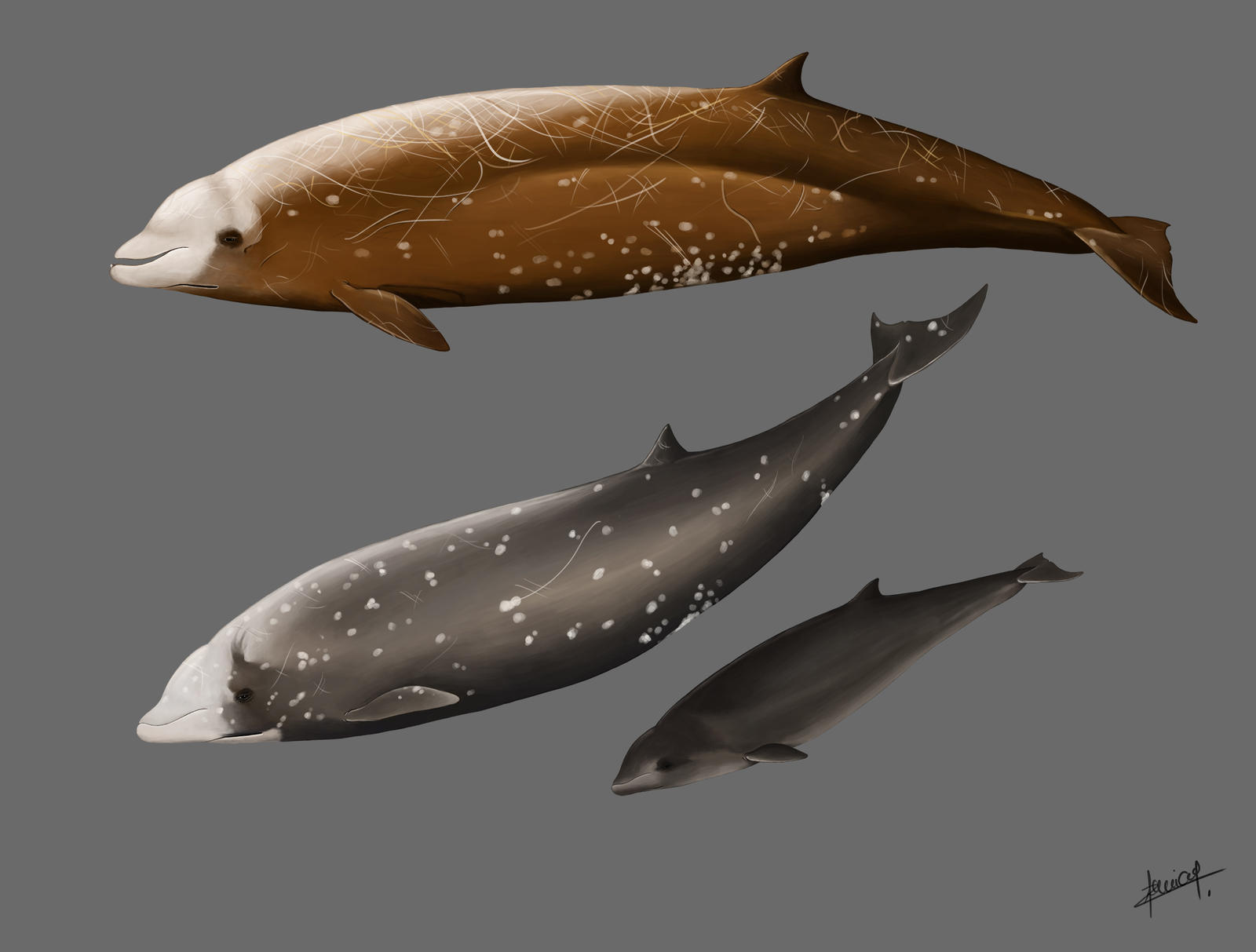 Cuvier's beaked whale (Ziphius cavirostris) by Tifaeris on DeviantArt