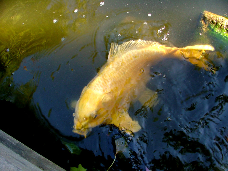 Golden Koi