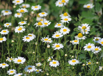 Daisies