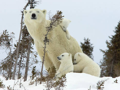 family of bears