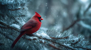 Red cardinal