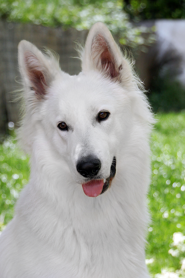 Portrait of a White Shepherd