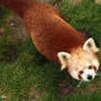 Red Panda