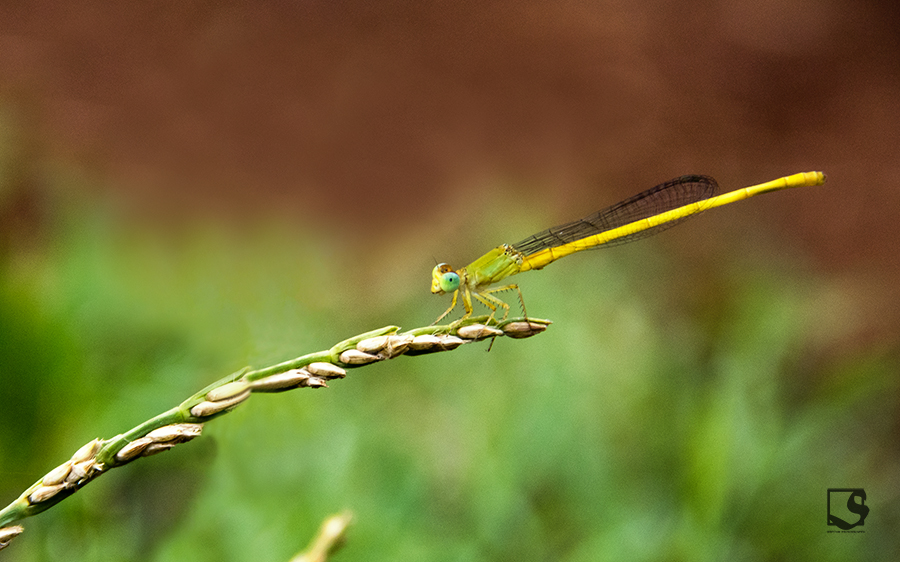 Dragonfly