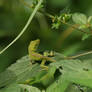 Baby Anole in Weed 1