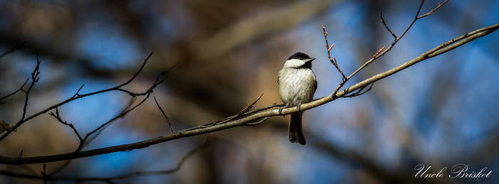 Lonely Chickadee