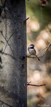 Chickadee