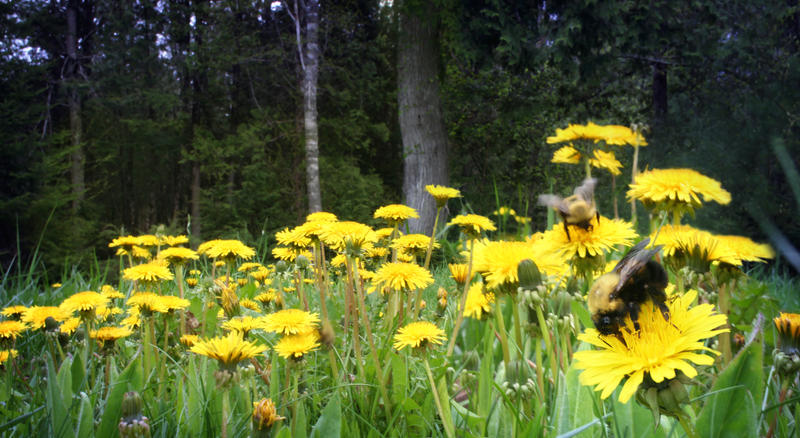 Dandy Bees