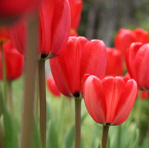 Tulips Today