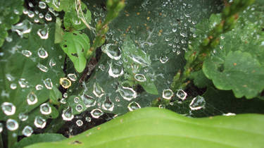 web after rain