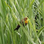 female Yellow-Headed Blackbird