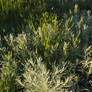 Grass and Sagebrush