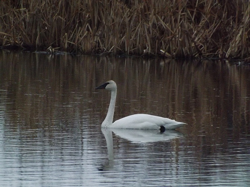 Swimming Swan