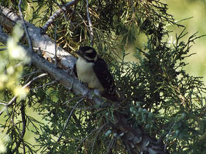 Downy Woodpecker Fledgling