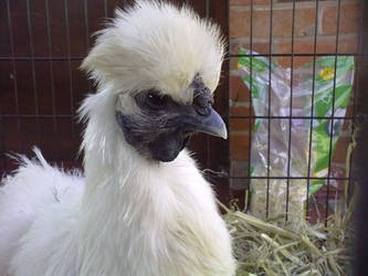 Silkie Hen