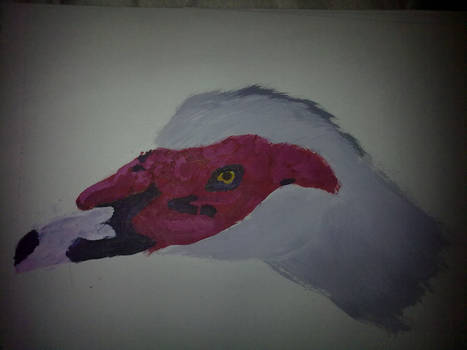 Muscovy Head