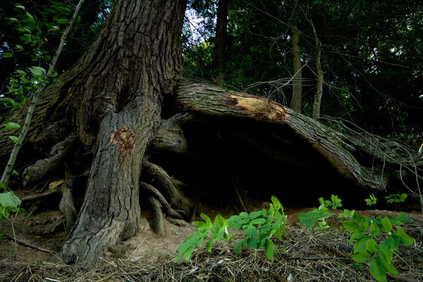 under the tree roots