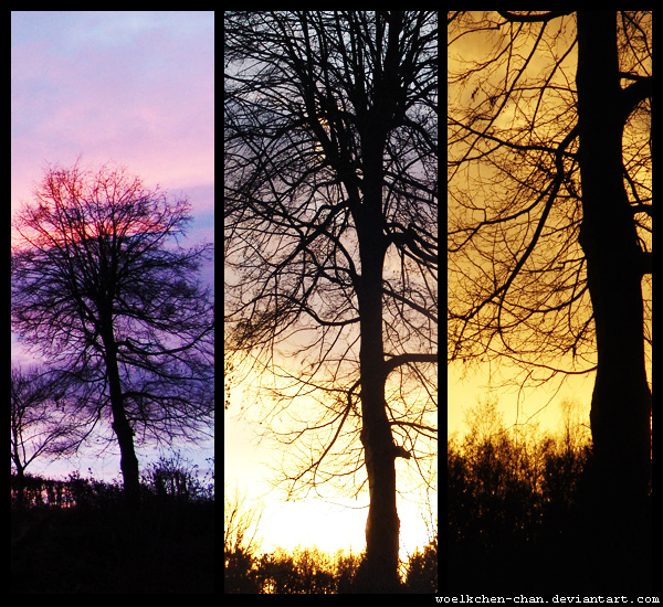 sky and tree