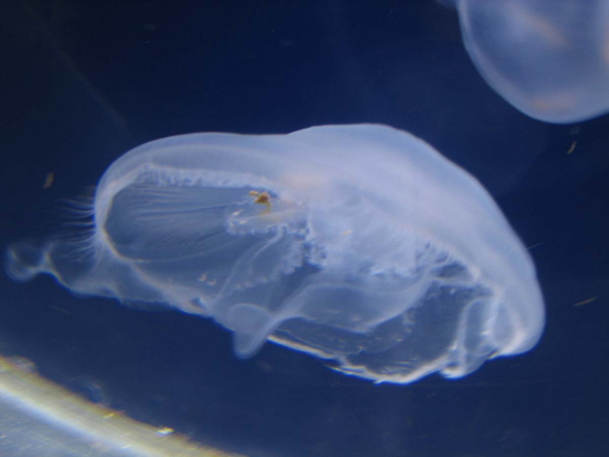 JellyFish